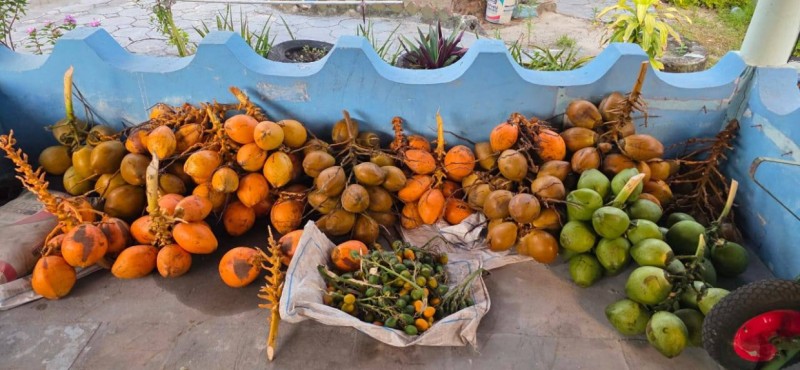 އައްޑޫ ފުލުހުން އަނެއްކާވެސް ކުރުނބާތަކަކާއި ކެޔޮގަނޑުތަކެއްގެ ވެރިފަރާތް ހޯދަނީ