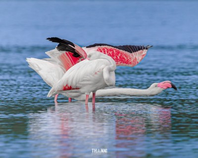 އިރުވައި މޫސުމުގައި ރާއްޖެއަށް ހިޖުރަކުރާ ދޫނިތައް ހިފާ މީހުން ރިޕޯޓުކުރަން އެދެފި