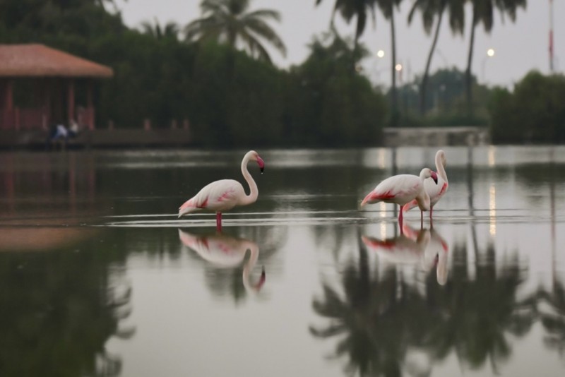 އިރުވައި މޫސުމާއެކު ކުޅުއްދުފުށީ ކުޅިއަށް ގުޑުގުޑާ ދޫނިތައް އެއްވެއްޖެ، ވަރަށް ހިތްގައިމު