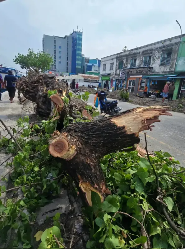އަތޮޅު ފިހާރަތައް ކައިރީގައި ހުރި ދުވަސްވީ ހިޔާދޭ ގަސްތައް ކަނޑާލުމުން ބްލޫޕީސް އިން ކަންބޮޑުވުން ފާޅު ކޮށްފި