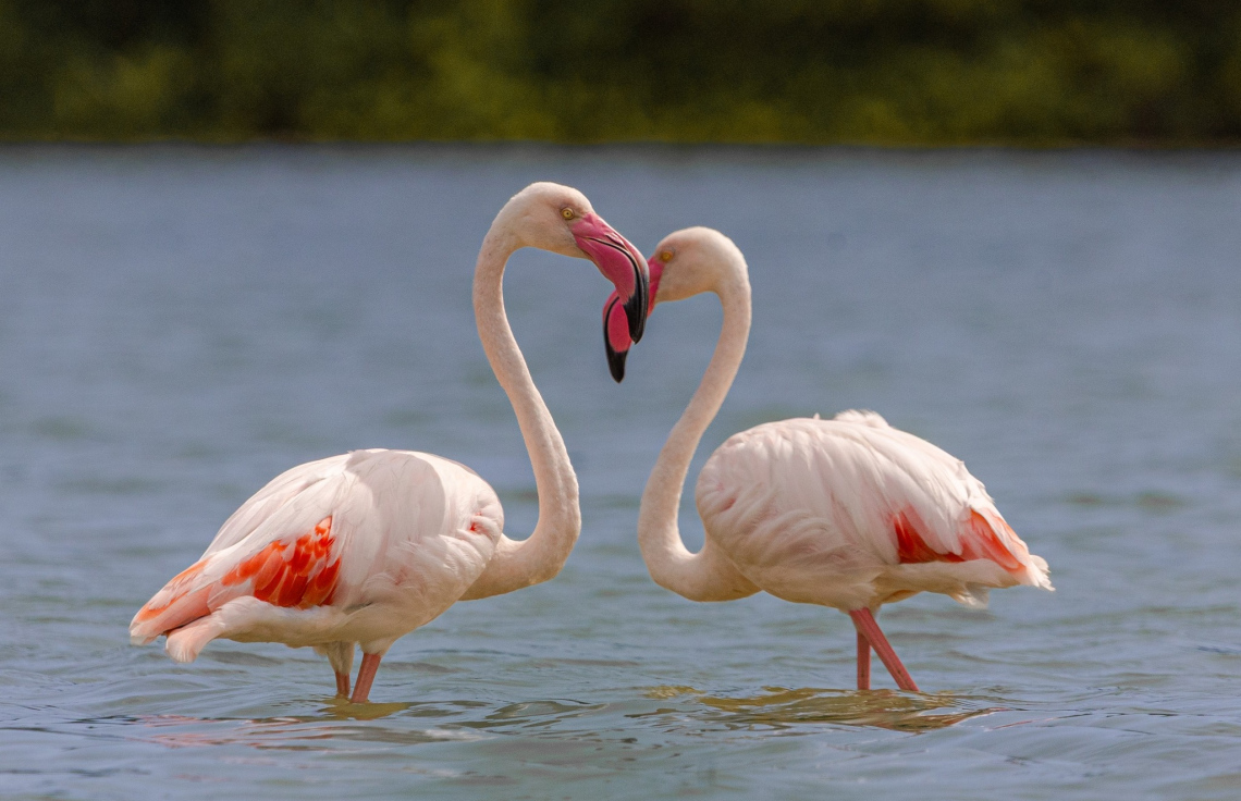 ދޫނި ހިޖުރަކުރާ މޫސުން ފެށިއްޖެ، އީއާރުއޭ އިން އެދެނީ ގޯނާ ނުކުރަން!