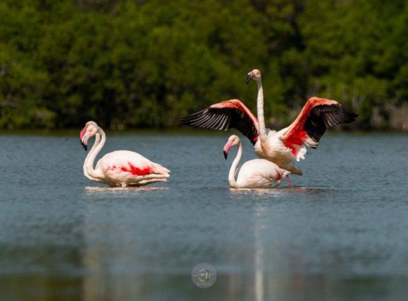 އިރުވައި މޫސުމުގައި ރާއްޖެއަށް ހިޖުރަކުރާ ދޫނިތައް ހިފާ މީހުން ރިޕޯޓުކުރަން އެދެފި