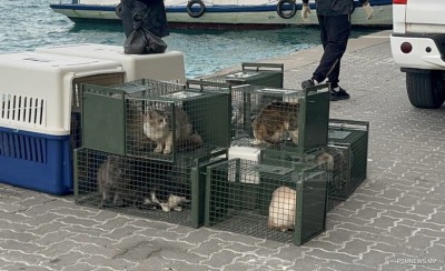 އޮޅުހިޔާގައި 250 އަށްވުރެ ގިނަ ބުޅާ ބަލަހައްޓަނީ