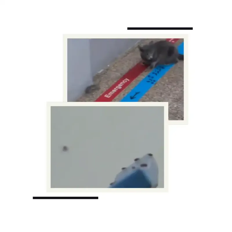 އައިޖީއެމްއެޗްގެ ނުސާފު ތާރިހުކަން ފެންނަ ވީޑިއޯތަކެއް، ބުޅާ ދުވަނީ މީދާ ފަހަތުން