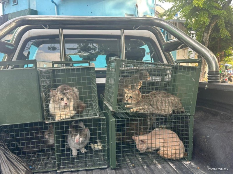 އޮޅުހިޔާގައި 250 އަށްވުރެ ގިނަ ބުޅާ ބަލަހައްޓަނީ