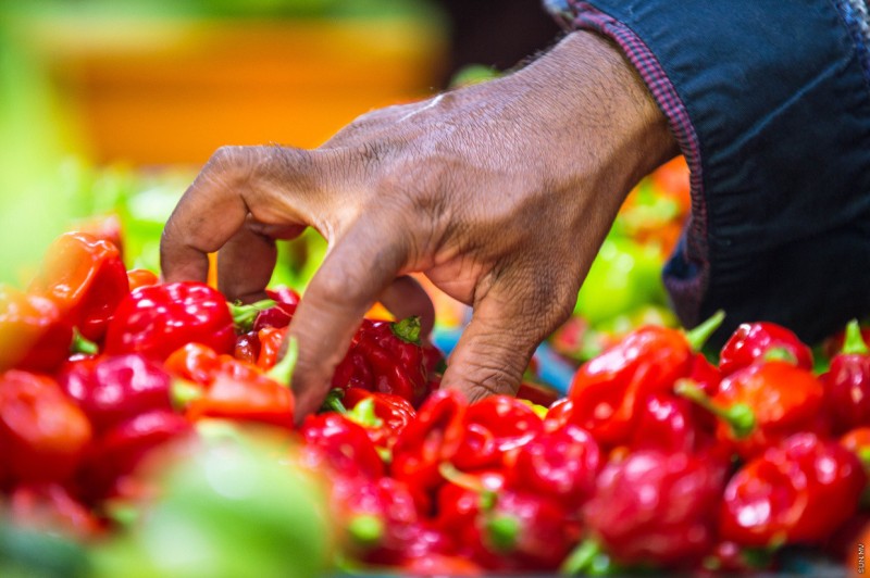 280 ރުފިޔާއަށް ވިއްކި، ކަނޑޫދޫ މިރުސް ކިލޯއެއްގެ އަގު 120އަށް ތިރިވެއްޖެ