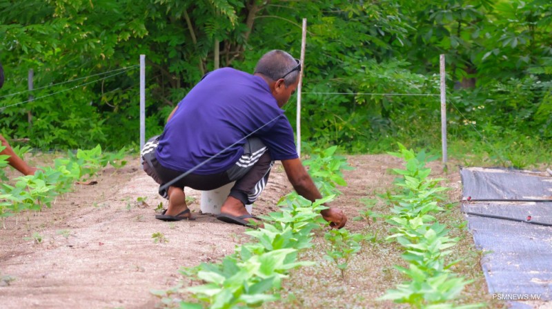 ބޭންކުތަކުން އަމިއްލަ ފަރާތްތަކަށް ދޫކުރި ލޯނު %15 އިތުރު