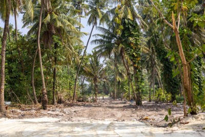 5 މިލިޔަން ގަސް ޕްރޮގްރާމުގެ ނާސަރީ ތަރައްޤީކުރަން ފަށައިފި