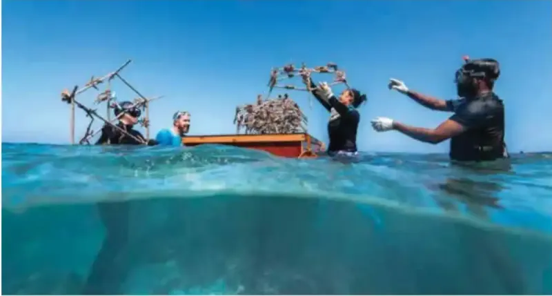 ޑަބްލިއު މޯލްޑިވްސް އިން ރާއްޖޭގެ އެންމެ ބޮޑު އެއް ފަރު އާލާކުރުމުގެ މަޝްރޫއު ކާމިޔާބުކަމާއެކު ނިންމާލައިފި