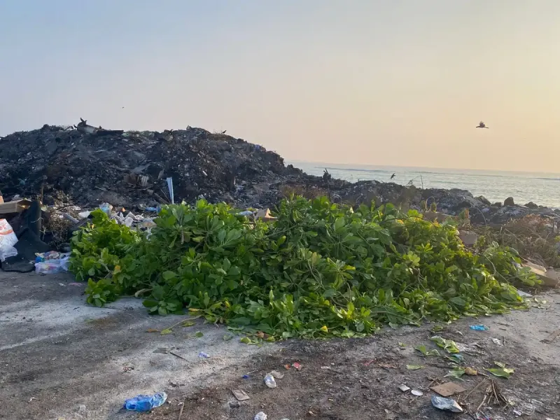 ހޯރަފުށީ އެއަރޕޯޓުގައި އިންދާފައިވާ ގިނަ އަދަދެއްގެ ގަސްތައް ނަގާ އުކާލައިފި