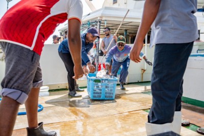 ކަނޑުއޮތްގިރިން ބޮޑު ކަންނެލި ކިލޯއެއް 25 ރުފިޔާއަށް ގަންނަން ފަށައިފި