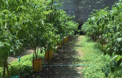 މިފަހަރުގެ ރޯދައަށް ދަނޑުތައް ފައްކާވެފައި!