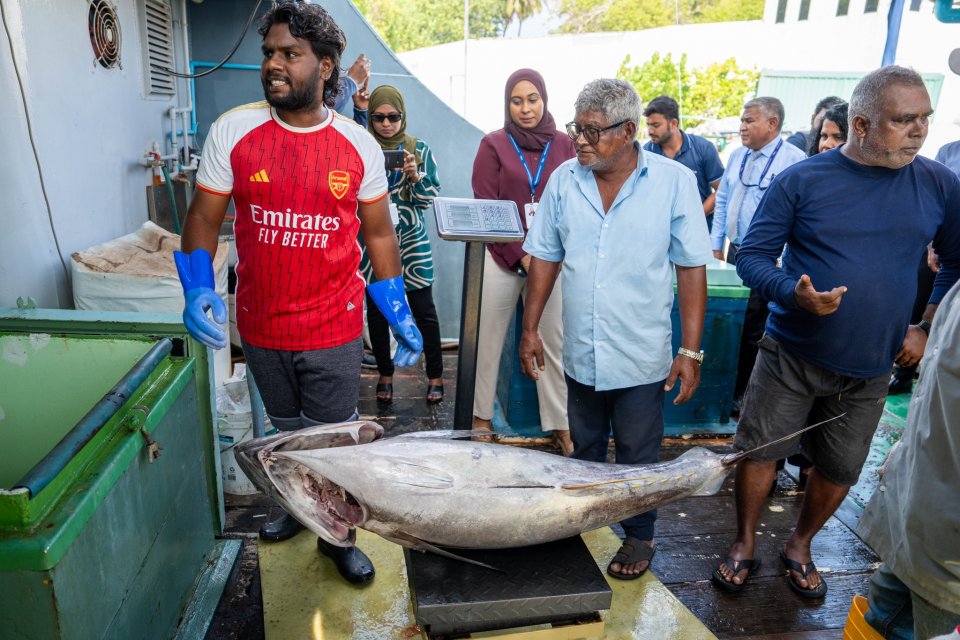 ކަނޑުއޮތްގިރިން ބޮޑު ކަންނެލި ގަންނަން ފަށައިފި