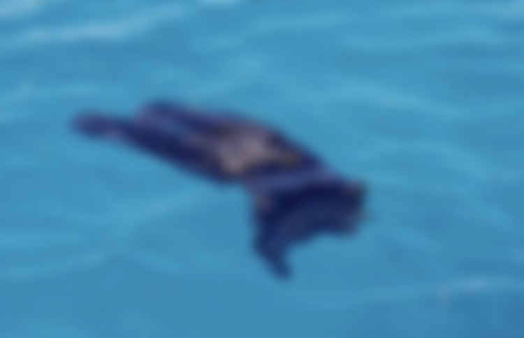 ކިނޮޅަހު ބޭރުން ފެނުނީ ގެއްލުނު ރަޝިއާގެ ޓޫރިސްޓުގެ ހަށިގަނޑެއް ނޫން: ޕޮލިސް