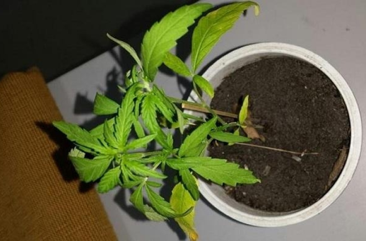 ކެނަބިސް ގަސް ހައްދައި، ޑްރަގް ގެންގުޅުނު މީހަކު 100 އަހަރަށް ޖަލަށް