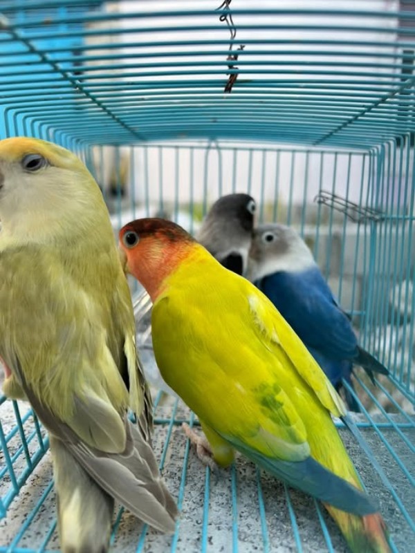 ވަގަށް ނެގި ލަވް ބާޑްތަކެއް ހޯދައި، ވެރިފަރާތާ ހަވާލުކޮށްފި