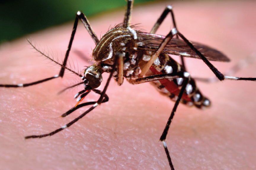 މިދިޔަ މަހު ޑެންގީގެ 413 ކޭސް، ވަރަށް ބޮޑު އިތުރުވުމެއް