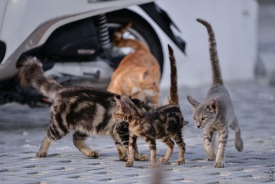 މާލެ ތެރެއަށް ބުޅަލުގެ ނަޖިސް އެޅެން ދުލެއް ނުކުރާނަން، ފެސިލިޓީ ހަވާލުކުރަން 2 ފަހަރަށް އެދެފިން: މޭޔަރު