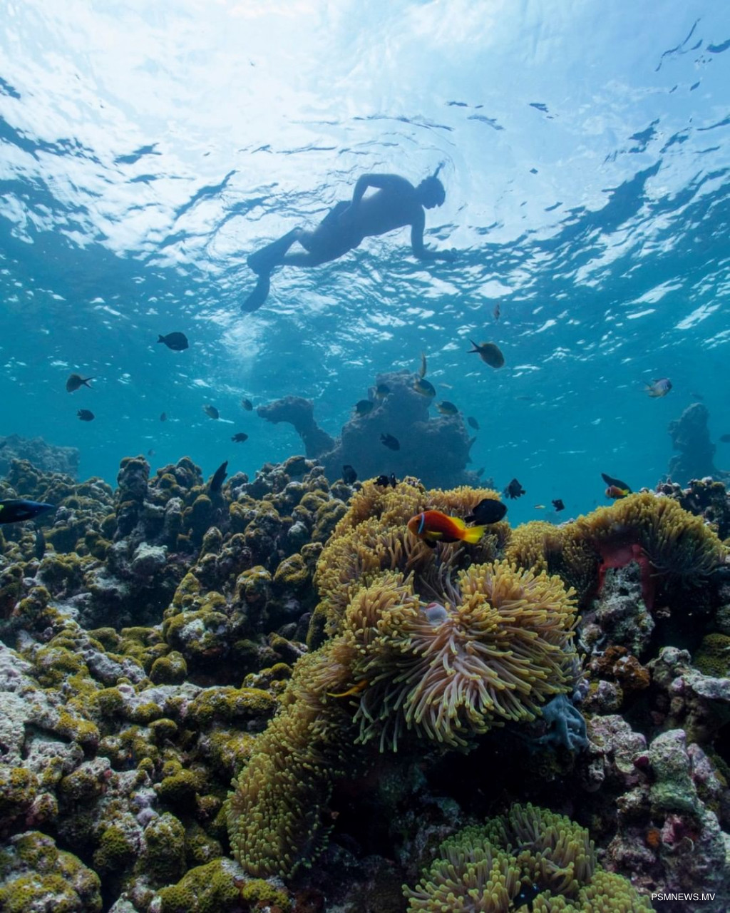 ދިވެއްސަކު ރާއްޖޭގެ ކަނޑުއަޑީގައި ރެކޯޑެއް ހަދަނީ