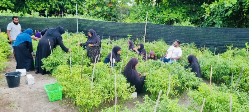 ދަނޑުވެރިން އުފައްދާ ތަކެތި ހަމަ އަގުގައި ވިއްކާނެ ވަގުތީ މާރުކޭޓެއް މާލޭގައި ގާއިމްކުރަނީ