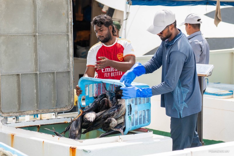 މިފްކޯއިން 10 ކިލޯއިން މަތީގެ ކަންނެލި ގަންނަން ފަށައިފި