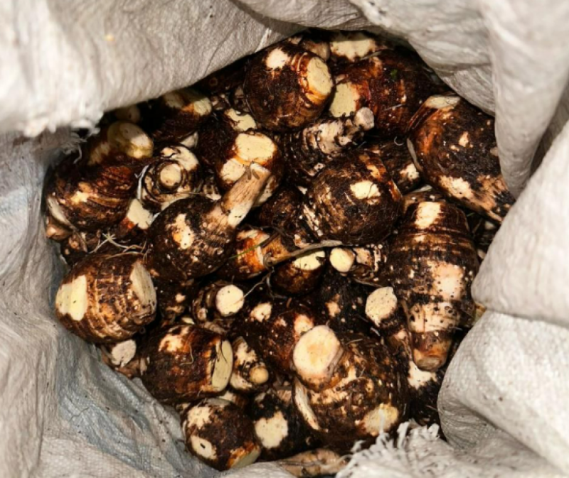 މިފަހަރު އައްޑޫން ވަގަށް ނެގީ އަލަ ގޯންޏެއް، ފުލުހުން ވެރި ފަރާތް ހޯދަނީ