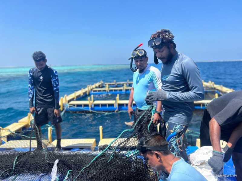 މެރިން ހެޗަރީ ޕްރޮގްރާމުގެ މިއަހަރުގެ ތަމްރީނުތައް ފަށައިފި