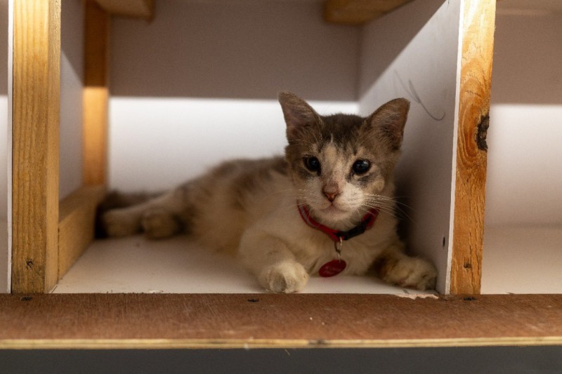 އަހަރަކު 10.8 މިލިއަން ރުފިޔާ ޚަރަދުވާ ބުޅާ ފެސިލިޓީ މާރާމާތު ކޮށްދޭނެ ބަޔަކު ހޯދަނީ 