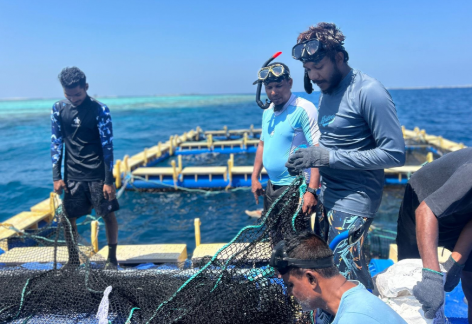 ބޭސިކް މެރިކަލްޗަރ ޓްރެއިނިން ކޯސް ފެށިގެން ކުރިއަށް