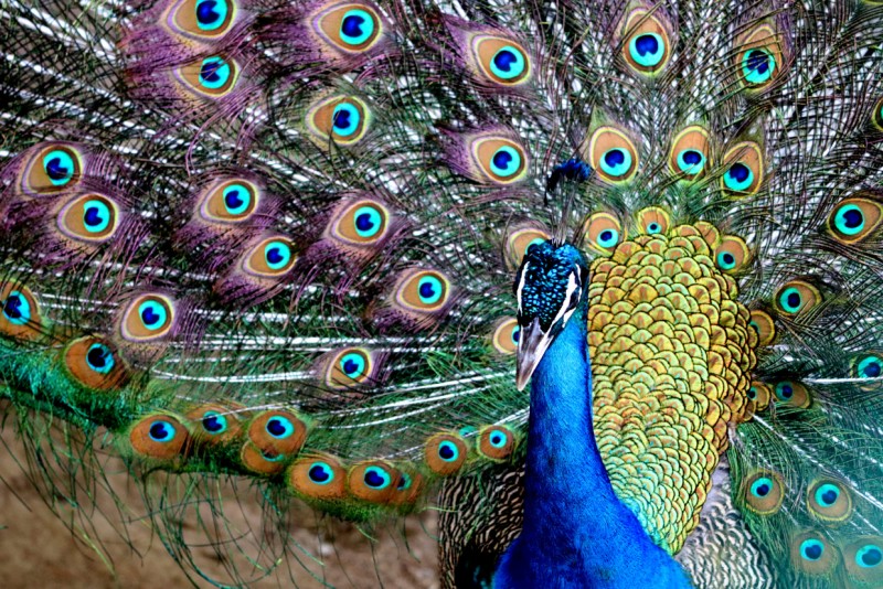 ދެއްކުންތެރިކަން މި އުންމަތުގެ ހަލާކު