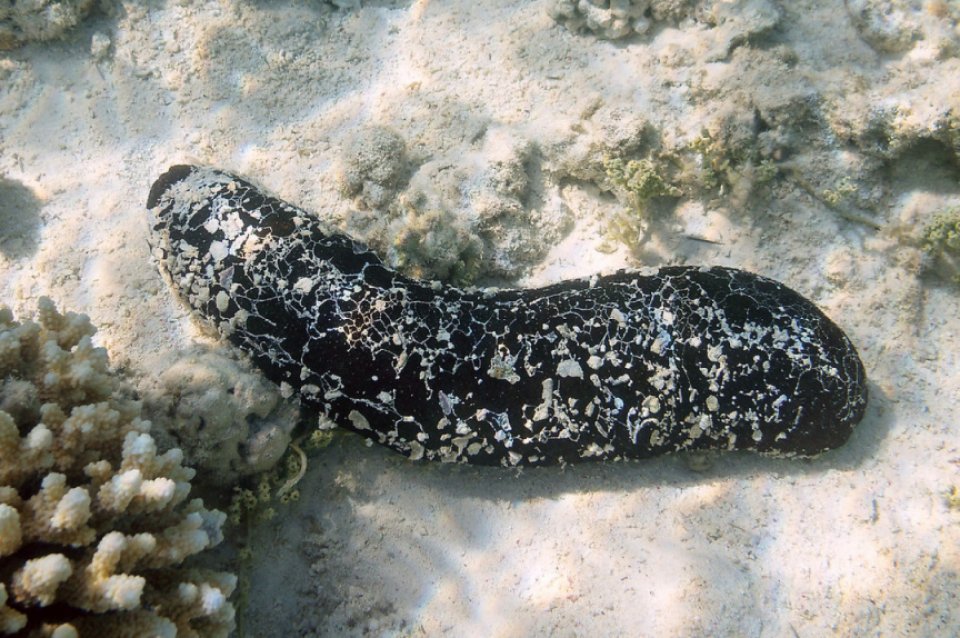 ވަގަށް ނަގާފައި ހުރި ހުއިފިލަނޑާތަކެއް ފުލުހުން ނީލަމުގައި ވިއްކާލަނީ