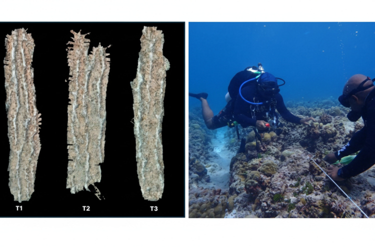 ރަސްފަރި ފަރުގައި އިންދި މުރަކަތައް ގާ ހުދުވުމުގެ ސަބަބުން މަރުވި: ރިޕޯޓް