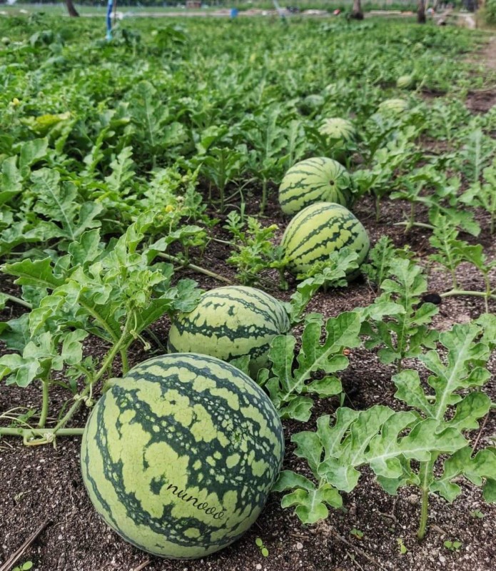 ރޯދައަށް ތޮއްޑޫގެ ކަރާ ދަނޑުތައް ދޮންވެ ފައްކާވެފައި، ދުވާލަކު 10 ޓަނު ކަރާ ބާޒަރަށް ނެރޭނެ!