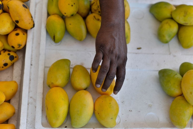 ދިވެހި އަނބު ކިލޯއެއް 120 ރުފިޔާއަށް، ކަނޑޫދޫ މިރުހުގެ އަގު ދަށަށް