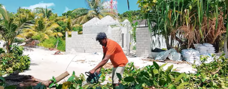 ޓަކޭ: "ރޮމުން" ކަނޑާ ގަހަކަށް، ދެ ތިން ގަސް އިންދާ