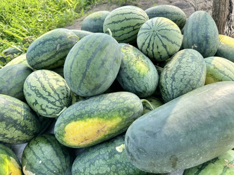 މިފަހަރު ރޯދައަށް ގޮއިދޫ ދަނޑުތަކުން މާލެއަށް 30 ޓަނަށްވުރެ ގިނަ ކަރާ