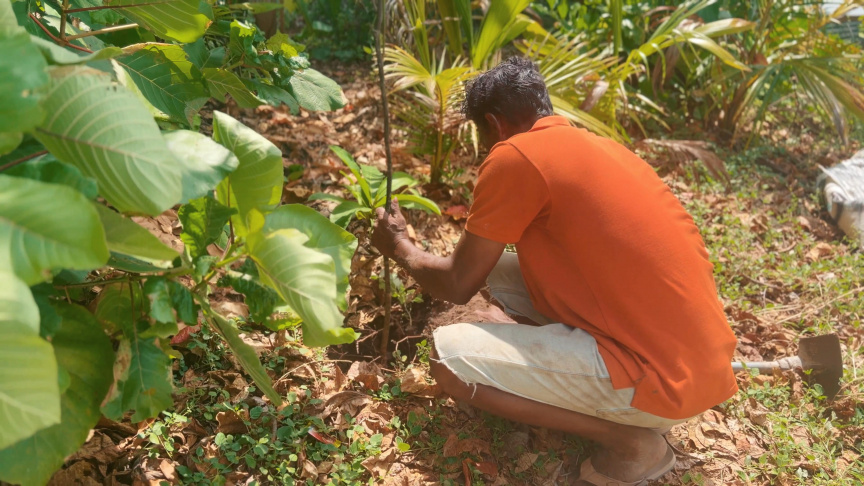 ޓަކޭ: "ރޮމުން" ކަނޑާ ގަހަކަށް، ދެ ތިން ގަސް އިންދާ