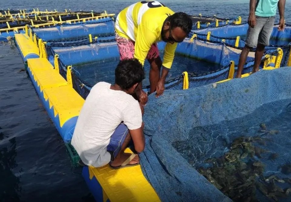 ދިރޭ މަސް ބޭރުކުރުމުގެ ހުއްދަ ދޫކުރުން ދިރޭތަކެއްޗާ ބެހޭ ވުޒާރާއަށް