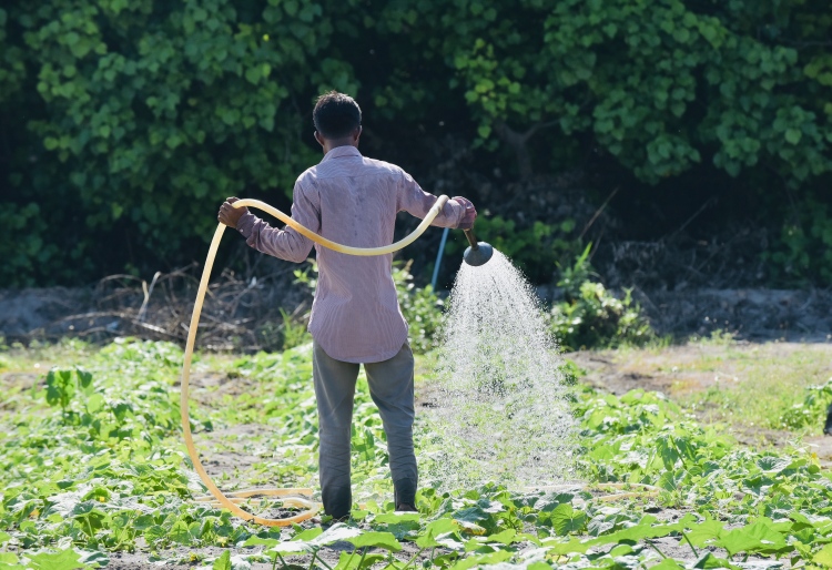 ގޮއިދޫގައި ކެންސަރު ގިނަވާތީ ދަނޑުތައް ބަލަން ފަށައިފި
