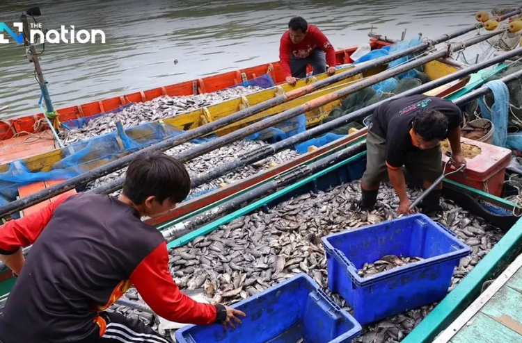 ތެލުގެ އަގު އުފުލި ތައިލެންޑުގެ މަސް ބޯޓުފަހަރުގެ 70 ޕަސަންޓް މަހަށް ނުކުތުން ހުއްޓާލަނީ