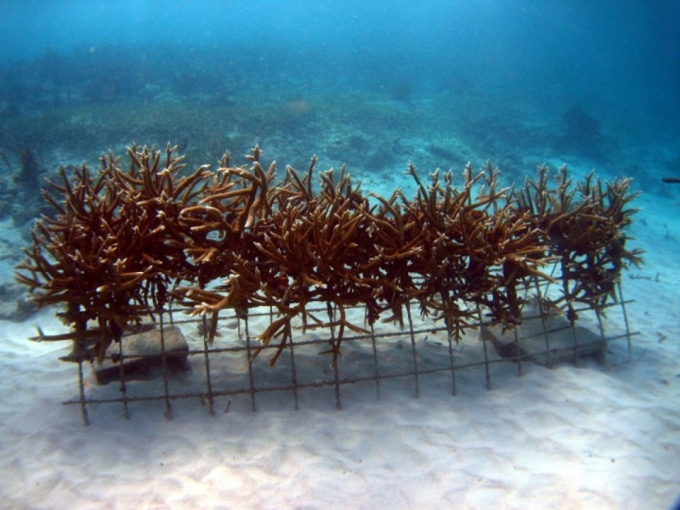 ހުޅުމާލެ އާއި ކުޑަގިރީގެ މޫދުގައި މުރަކަ އިންދުމުގެ ހަރަކާތެއް ކުރިއަށްގެންދަނީ