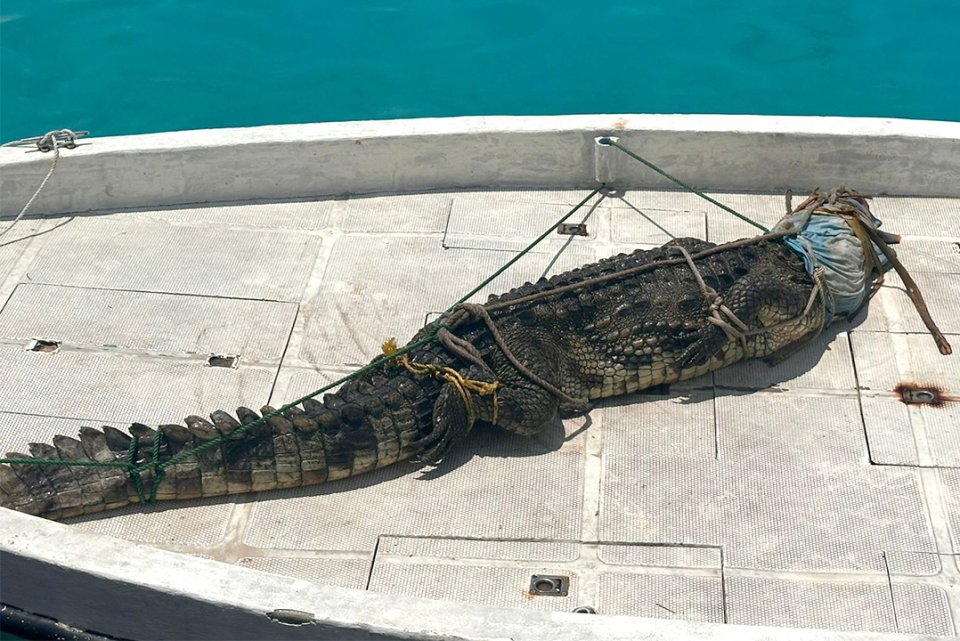 ފަޅު ރަށަކުން 5 ފޫޓުގެ ކިނބުލެއް ހިފައި، ސިފައިންނާ ހަވާލުކޮށްފި