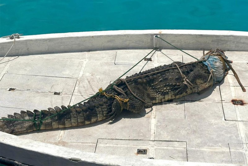 ޅ. އަތޮޅު ދިއްދޫން ކިނބުލެއް ހިފައިފި