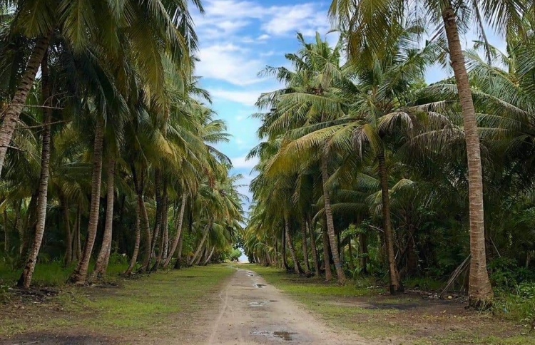 ގަވާއިދާ ހިލާފަށް ރުއްގަސް ކެނޑުމުން އެމްޓީސީސީ 550,000ރ. އިން ޖޫރިމަނާކޮށްފި