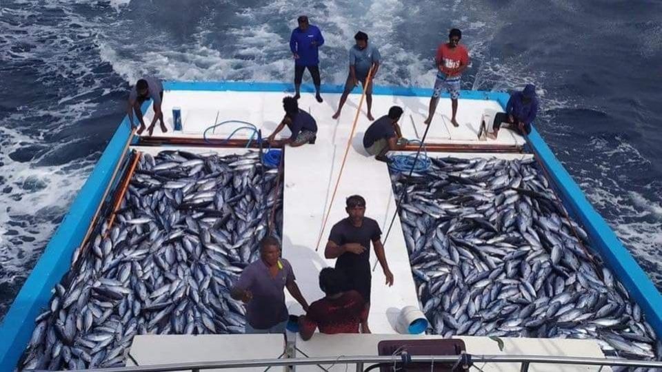 މިފްކޯއަށް މިއަދު މަސް ގަންނަނީ ކިލޯއެއް 20 ރުފިޔާއަށް