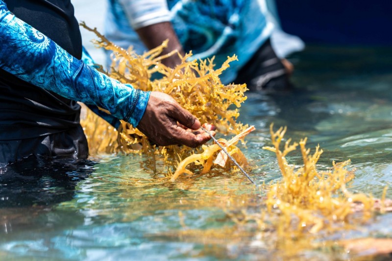 އުއްމީދަކީ މޫދު ވިނައިގެ ވިޔަފާރިން، ކަޅުބިލަމަހުގެ މަސްވެރިކަމާ އެއްވަރުގެ އާމްދަނީއެއް ހޯދުން: މިނިސްޓްރީ