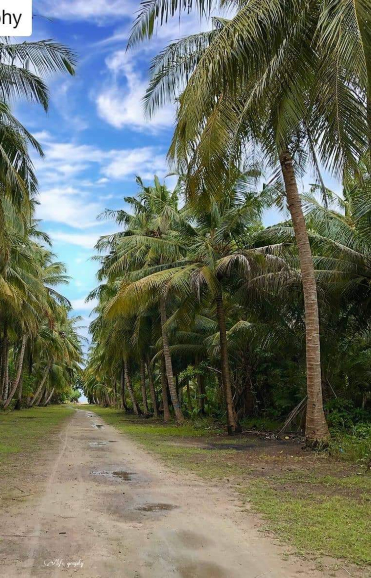 ފަތްކެޔޮ އިންދަން ބޮޑެތި ގަސްތައް ކަނޑާތީ އެކަން ނުކުރަން ބާރަށު ކައުންސިލުން އަންގައިފި