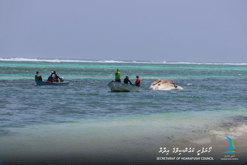 ހޯރަފުށްޓަށް މަރުވެފައި އޮތް ބޮޑުމަހެއް ލައްގައިފި
