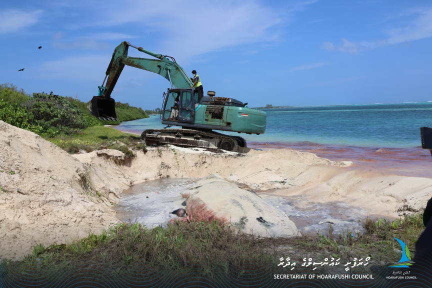 ހޯރަފުށްޓަށް މަރުވެފައި އޮތް ބޮޑުމަހެއް ލައްގައިފި