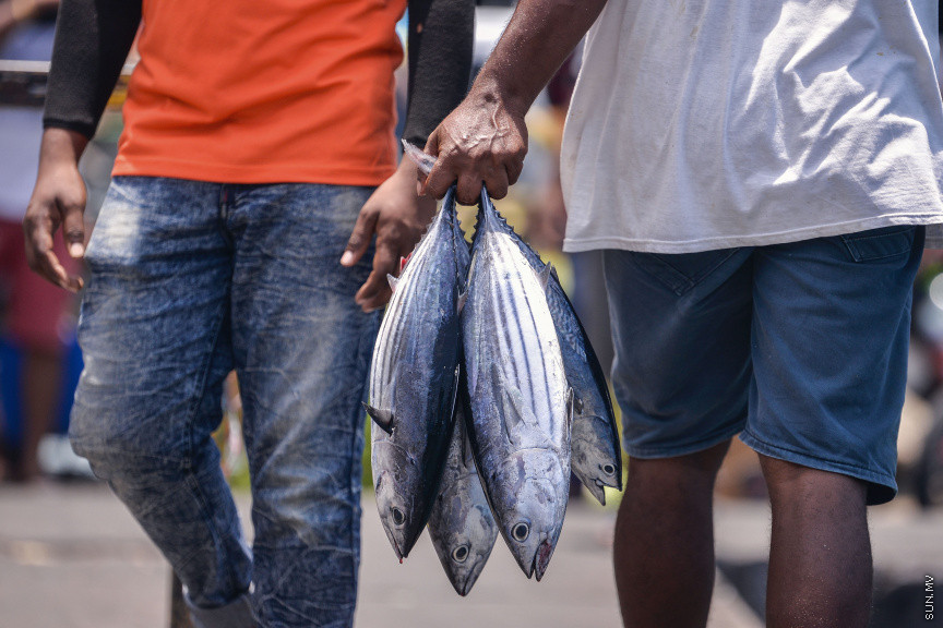 މިދިޔަ މަހު މިފްކޯއަށް މަސް ކިރުވި 517 ދޯންޏަށް 11.3 މިލިއަން ރުފިޔާ ދޫކޮށްފި